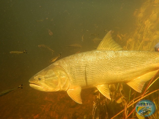 PIRA LODGE - Pantanal Argentino - Temporada 2.016